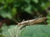 Oecanthus pellucens (Scopoli, 1763)