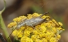 Oecanthus pellucens (Scopoli, 1763)
