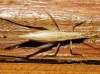 Oecanthus pellucens (Scopoli, 1763)