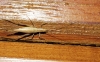 Oecanthus pellucens (Scopoli, 1763)