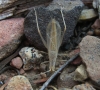 Oecanthus pellucens (Scopoli, 1763)