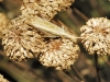 Oecanthus pellucens pellucens (Scopoli, 1763)