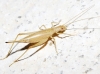 Oecanthus pellucens pellucens (Scopoli, 1763)