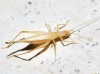 Oecanthus pellucens pellucens (Scopoli, 1763)