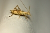 Oecanthus pellucens pellucens (Scopoli, 1763)