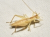 Oecanthus pellucens pellucens (Scopoli, 1763)