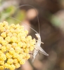 Oecanthus sp.