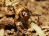 Petaloptila (Petaloptila) aliena (Brunner von Wattenwyl, 1882)