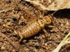 Petaloptila (Petaloptila) aliena (Brunner von Wattenwyl, 1882)