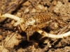 Petaloptila (Petaloptila) aliena (Brunner von Wattenwyl, 1882)