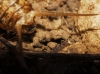 Petaloptila (Petaloptila) aliena (Brunner von Wattenwyl, 1882)