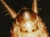 Petaloptila (Petaloptila) aliena (Brunner von Wattenwyl, 1882)