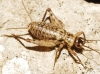 Petaloptila (Petaloptila) aliena (Brunner von Wattenwyl, 1882)