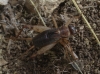 Petaloptila (Petaloptila) aliena (Brunner von Wattenwyl, 1882)