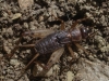 Petaloptila (Petaloptila) aliena (Brunner von Wattenwyl, 1882)