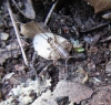 Petaloptila (Petaloptila) aliena (Brunner von Wattenwyl, 1882)