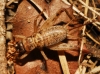 Petaloptila (Petaloptila) aliena (Brunner von Wattenwyl, 1882)