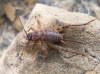 Petaloptila (Petaloptila) aliena (Brunner von Wattenwyl, 1882)