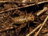 Petaloptila (Petaloptila) aliena (Brunner von Wattenwyl, 1882)