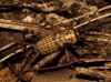 Petaloptila (Petaloptila) aliena (Brunner von Wattenwyl, 1882)