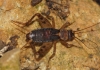 Petaloptila (Petaloptila) aliena (Brunner von Wattenwyl, 1882)