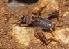 Petaloptila (Petaloptila) aliena (Brunner von Wattenwyl, 1882)
