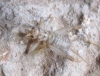 Petaloptila (Zapetaloptila)