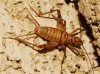 Petaloptila (Zapetaloptila) cf. venosa