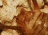Petaloptila (Zapetaloptila) cf. venosa