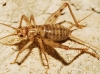 Petaloptila (Zapetaloptila) venosa Gorochov & Llorente, 2001