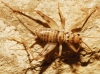 Petaloptila (Zapetaloptila) venosa Gorochov & Llorente, 2001