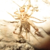 Petaloptila (Zapetaloptila) venosa Gorochov & Llorente, 2001