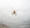 Petaloptila (Zapetaloptila) venosa Gorochov & Llorente del Moral, 2001