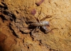 Petaloptila (Zapetaloptila) venosa Gorochov & Llorente del Moral, 2001
