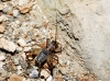 Petaloptila (Petaloptila) aliena (Brunner von Wattenwyl, 1882)