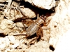Petaloptila (Petaloptila) aliena (Brunner von Wattenwyl, 1882)