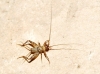 Petaloptila Petaloptila