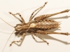 Antaxius (Antaxius) kraussii (Bolvar, 1878)