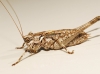 Antaxius (Antaxius) kraussii (Bolvar, 1878)