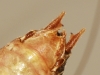Antaxius (Antaxius) kraussii (Bolvar, 1878)