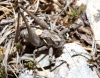 Antaxius (Antaxius) kraussii (Bolvar, 1878)
