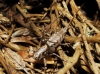 Antaxius (Antaxius) kraussii (Bolvar, 1878)