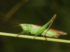 Conocephalus (Anisoptera) fuscus (Fabricius, 1793)