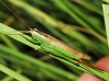 Conocephalus (Anisoptera) fuscus (Fabricius, 1793)