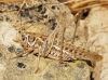 Decticus albifrons (Fabricius, 1775)
