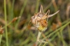 Ephippigerida (Ephippigerida) areolaria (Bolvar, 1877)