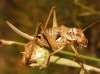 Ephippigerida (Ephippigerida) areolaria (Bolvar, 1877)