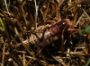 Ephippigerida (Ephippigerida) areolaria (Bolvar, 1877)