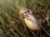Ephippigerida (Ephippigerida) areolaria (Bolvar, 1877)