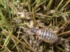 Ephippigerida (Ephippigerida) areolaria (Bolvar, 1877)